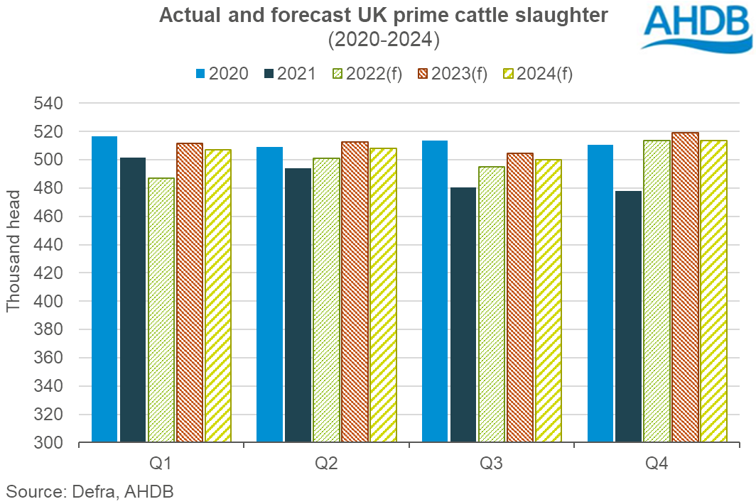 Graph showing actual and forecast UK prime cattle slaughter from 2020 to 2024